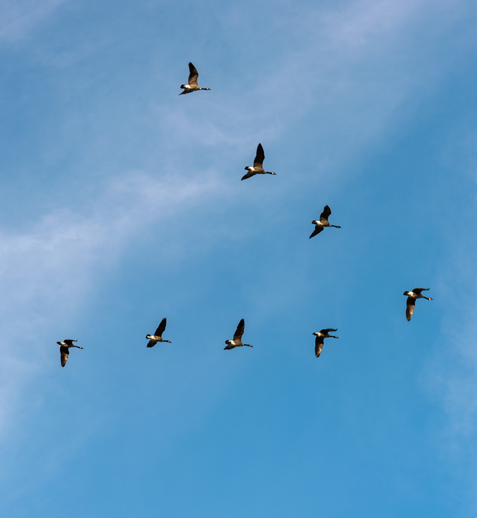birdtriangle
